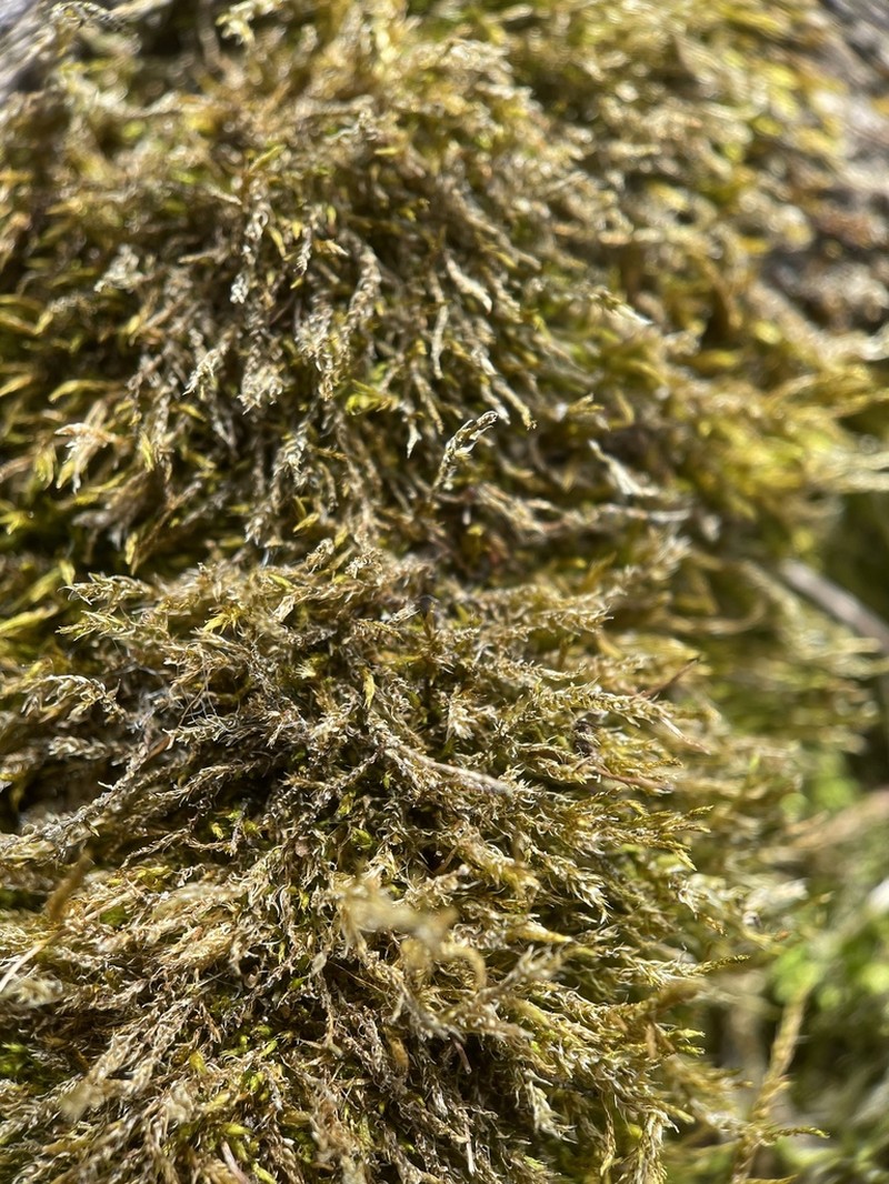 Amblystegium Moss photo 3