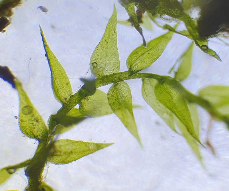 Amblystegium Moss photo 4