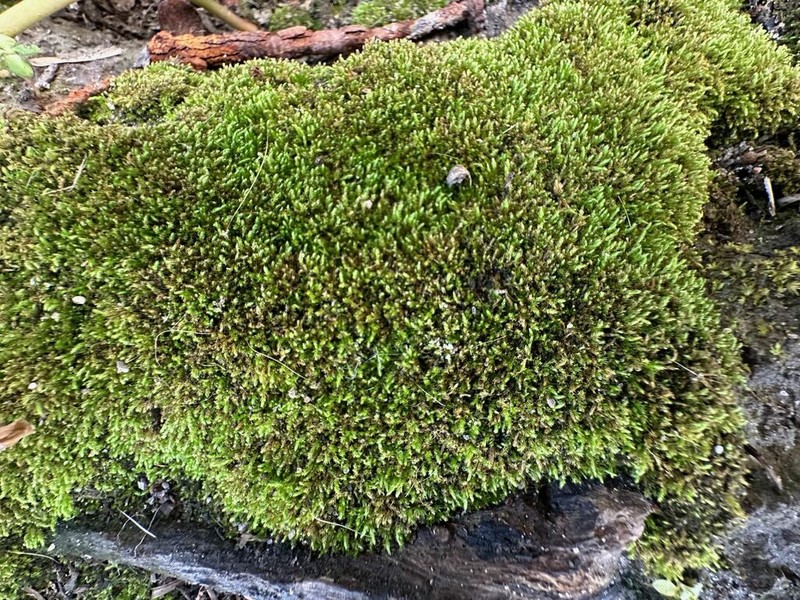 Amblystegium Moss photo 5