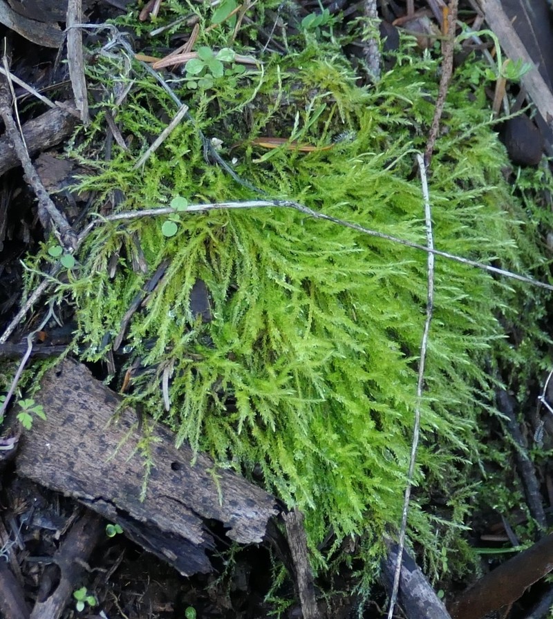Amblystegium Moss photo 6