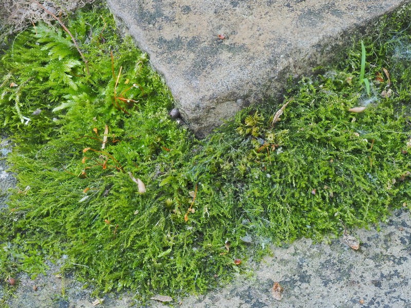 Amblystegium Moss photo 7