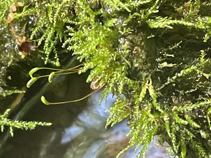 Amblystegium Moss photo 8