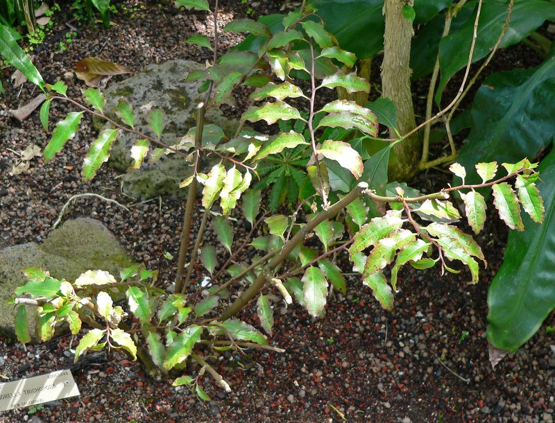 Amborella trichopoda photo 2