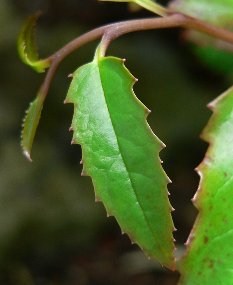 Amborella trichopoda photo 3