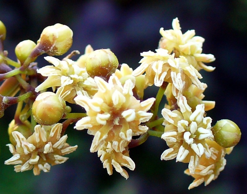 Amborella trichopoda photo 4