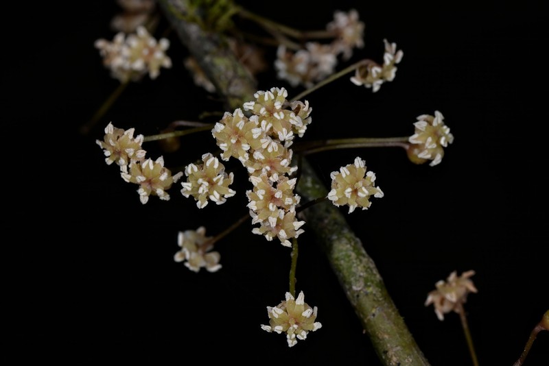 Amborella trichopoda photo 5