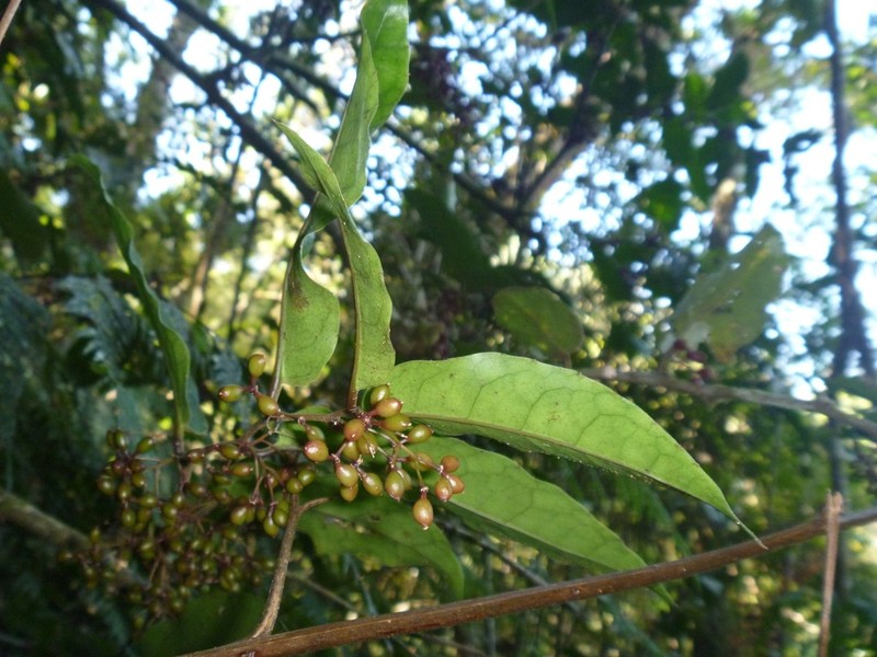 Amborella trichopoda photo 6
