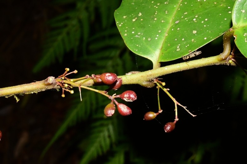 Amborella trichopoda photo 7