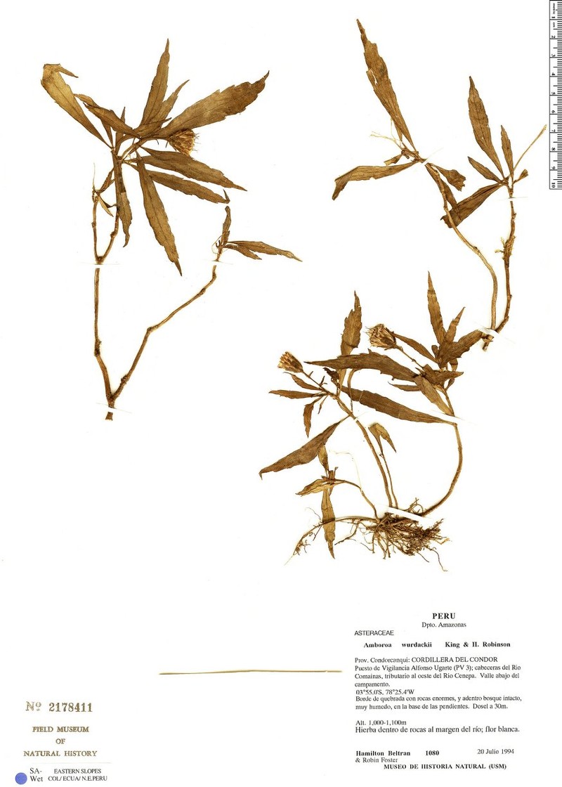 Amboroa wurdackii photo 2