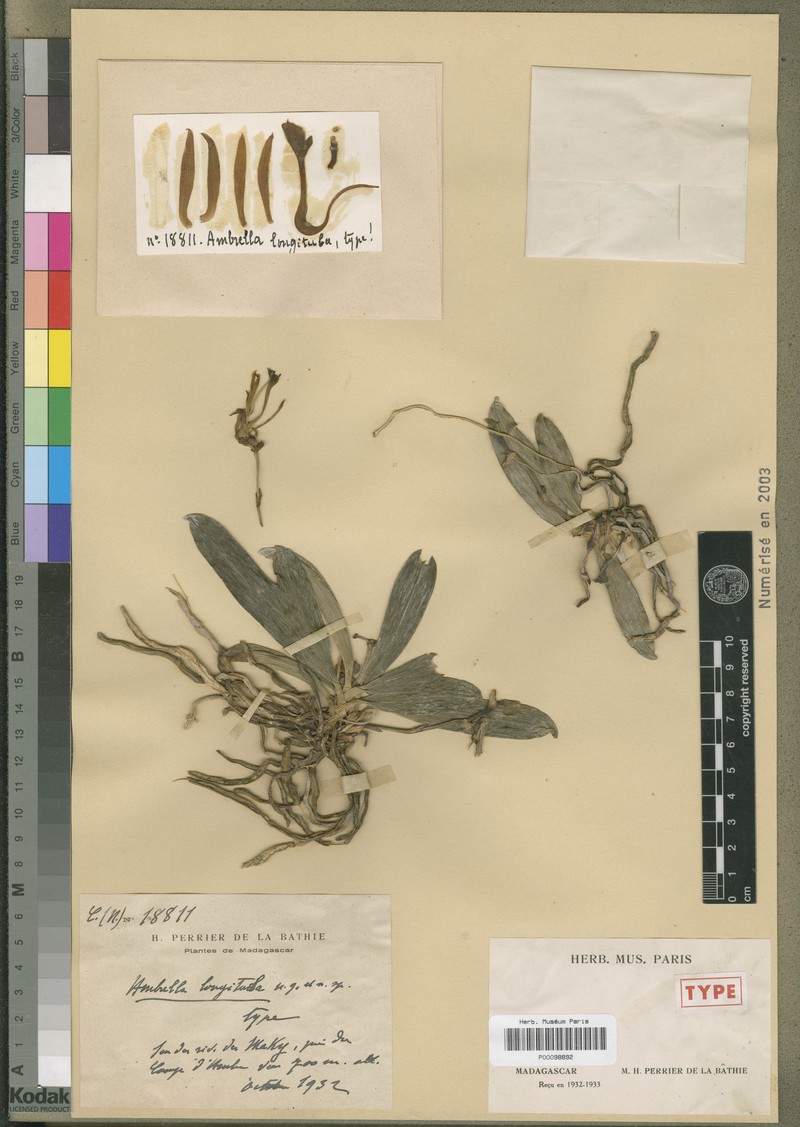 Ambrella longituba
