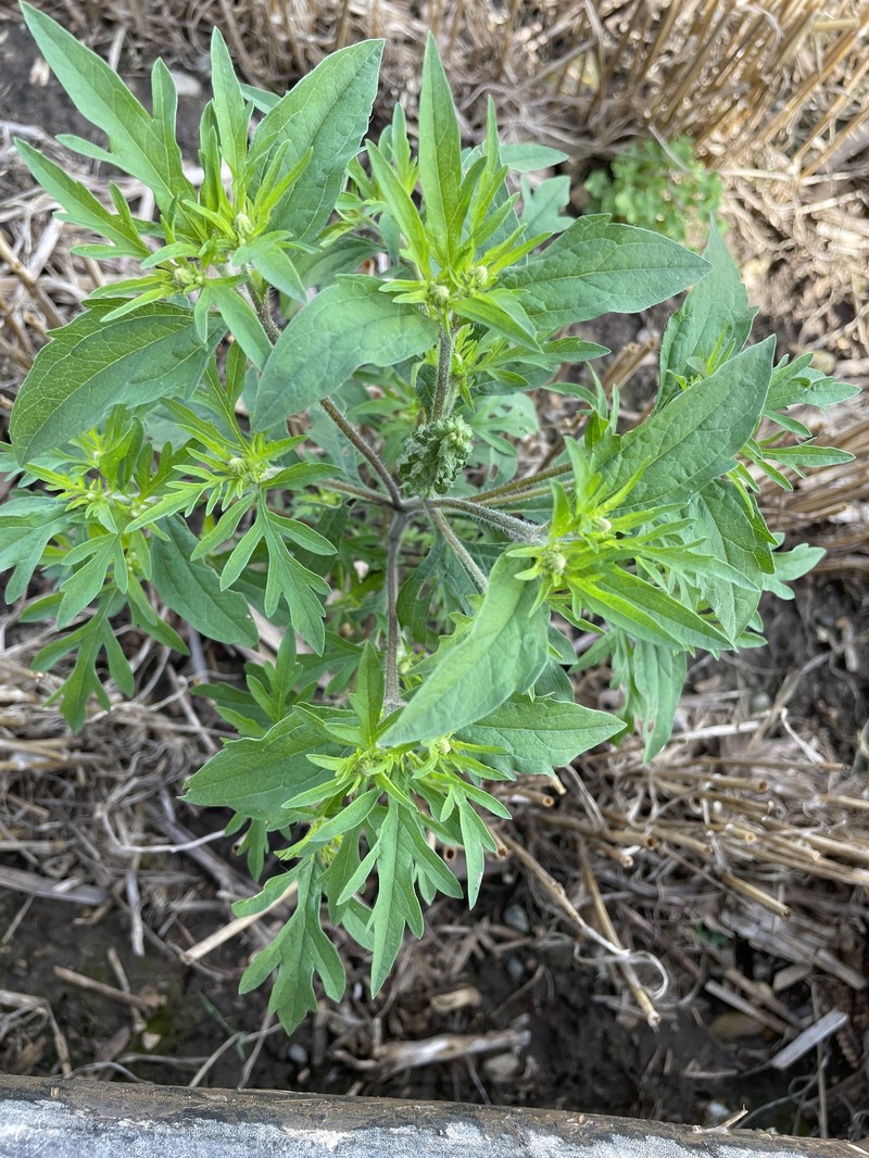 Ragweed