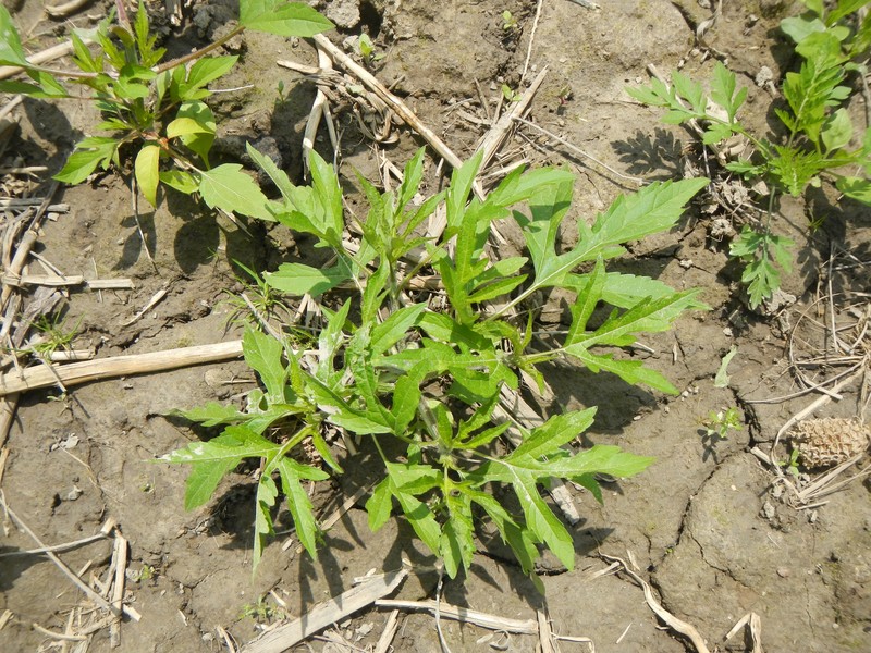 Ragweed photo 2