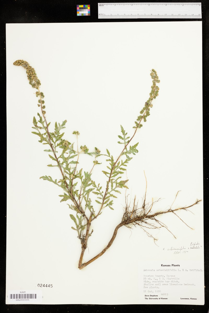 Ragweed photo 3