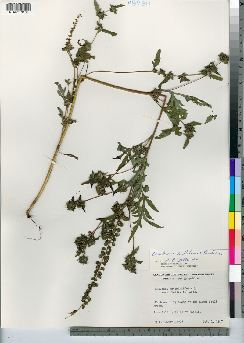 Ragweed photo 4