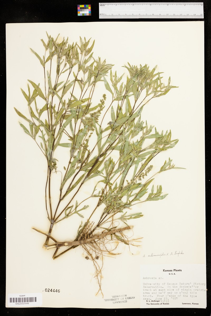 Ragweed photo 5