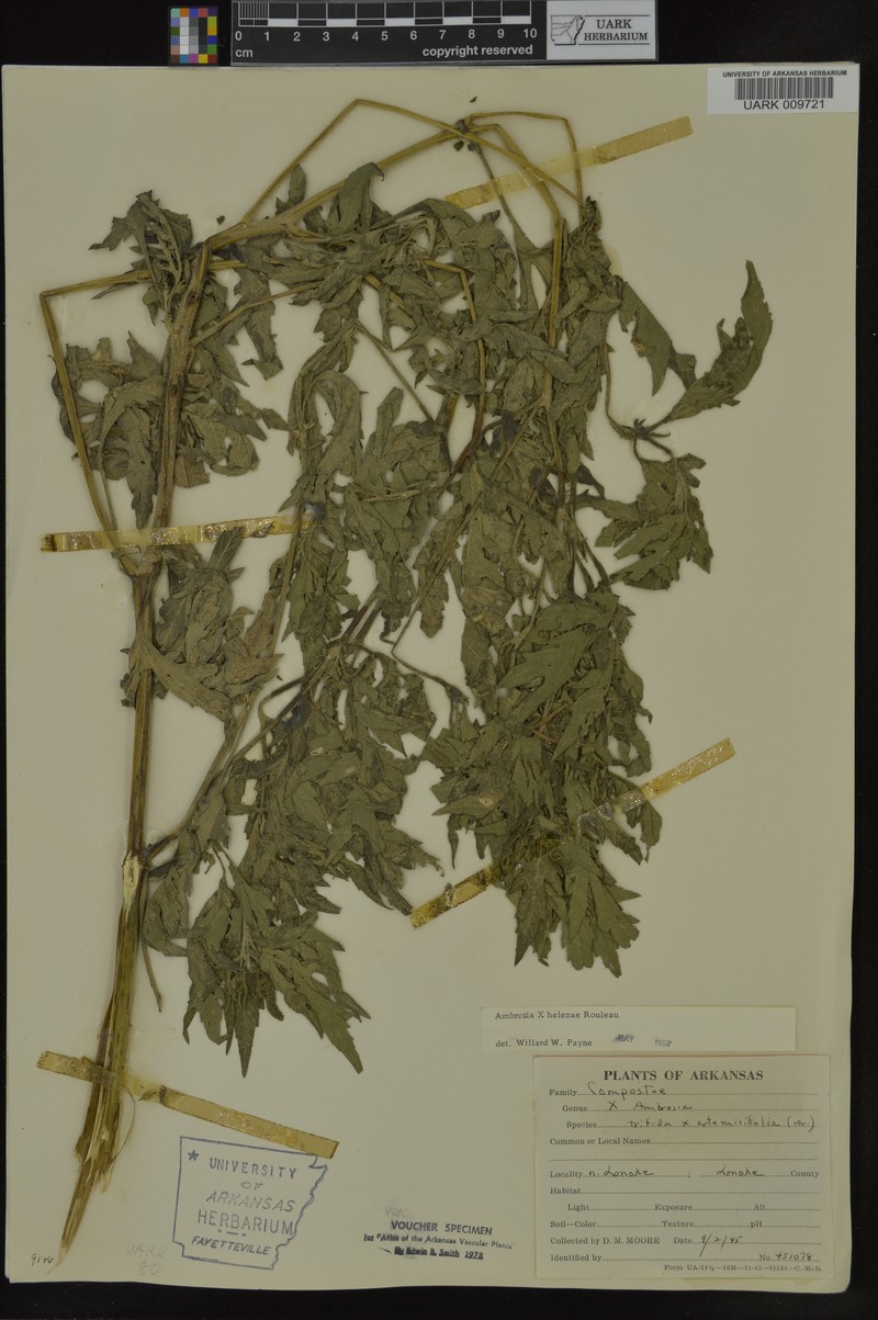 Ragweed photo 6