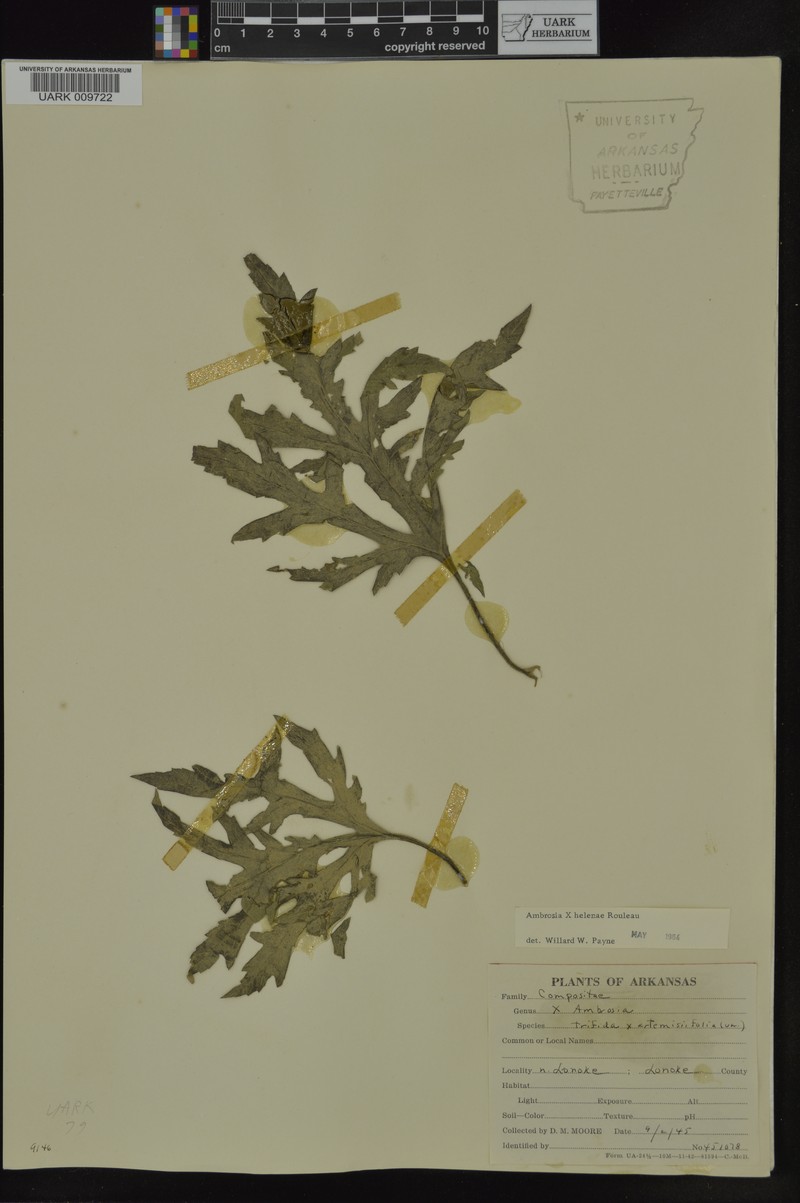 Ragweed photo 7