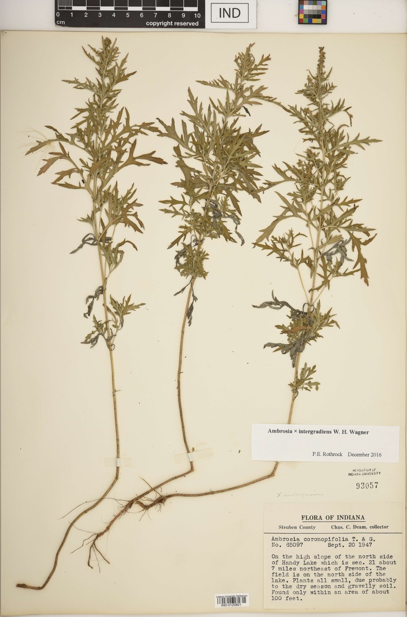 Ragweed photo 2