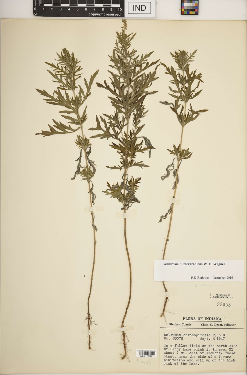 Ragweed photo 3