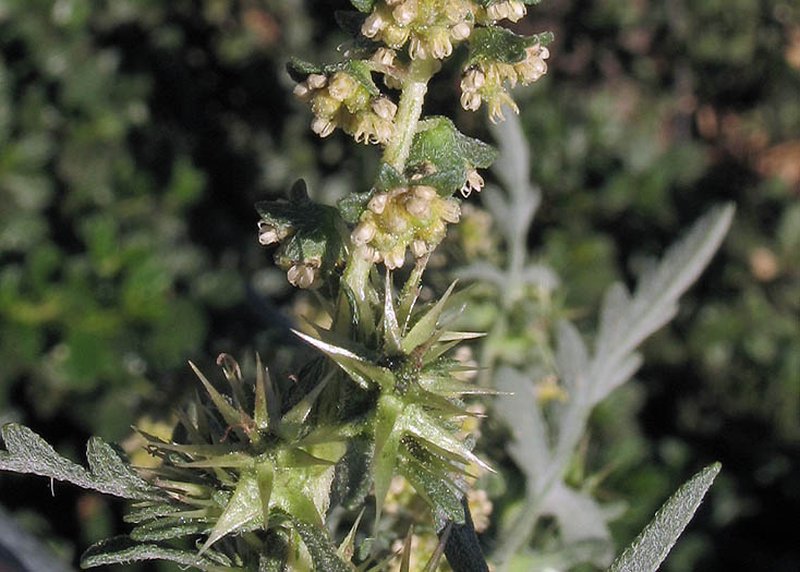 Flatspine Bur Ragweed