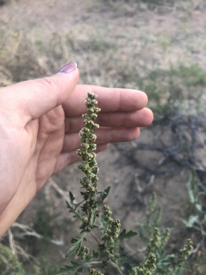 Flatspine Bur Ragweed photo 2