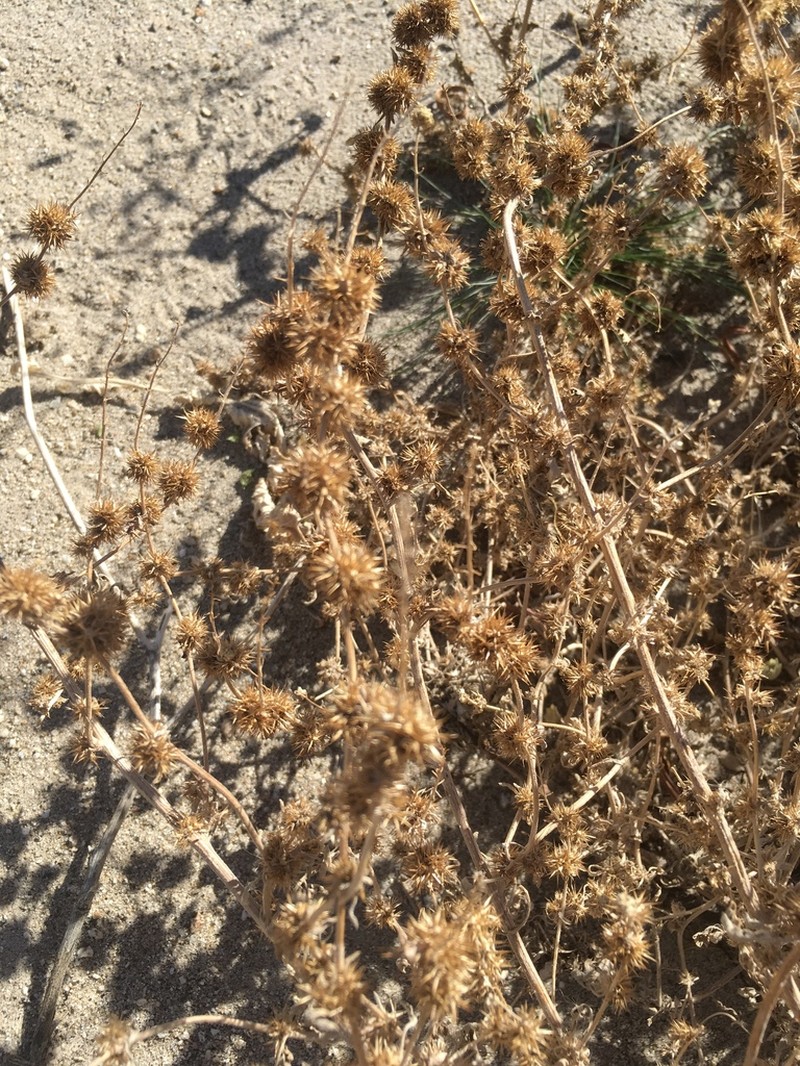 Flatspine Bur Ragweed photo 3