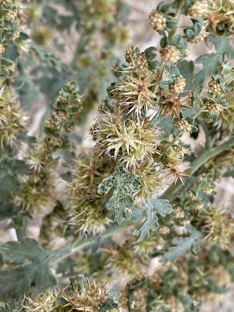 Flatspine Bur Ragweed photo 4