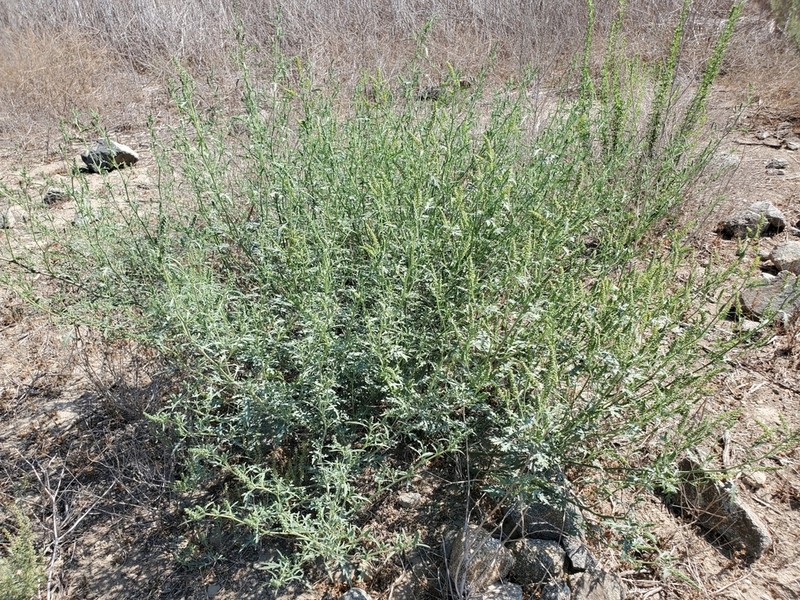 Flatspine Bur Ragweed photo 5