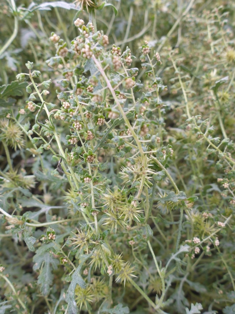 Flatspine Bur Ragweed photo 6