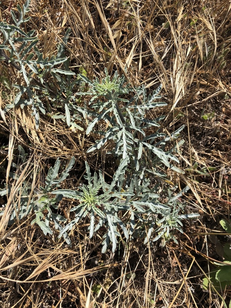 Flatspine Bur Ragweed photo 7