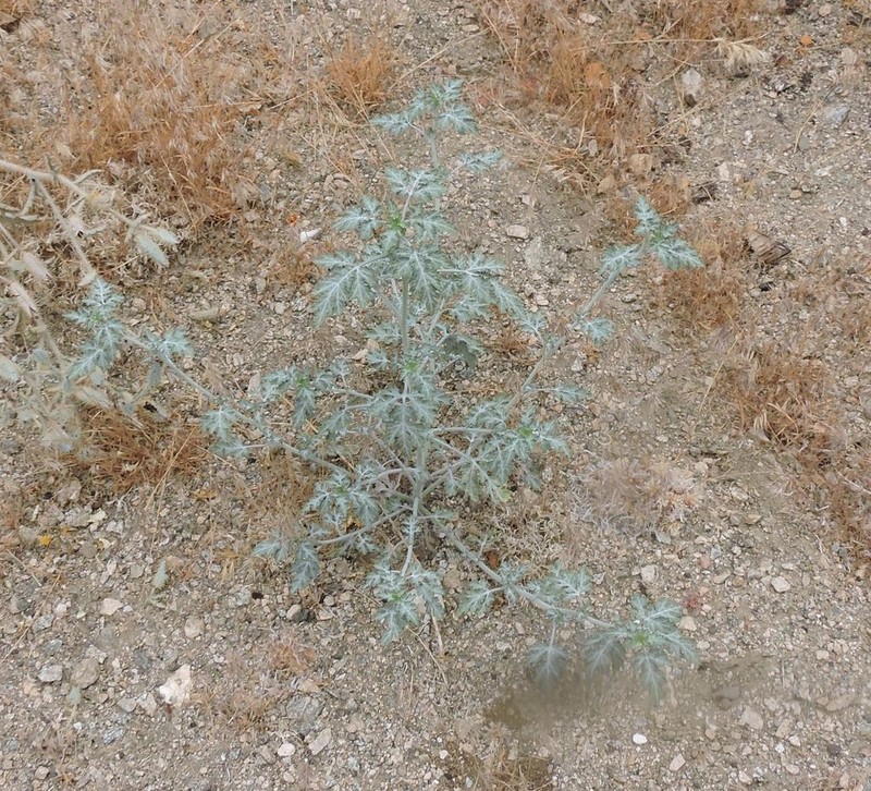 Flatspine Bur Ragweed photo 8