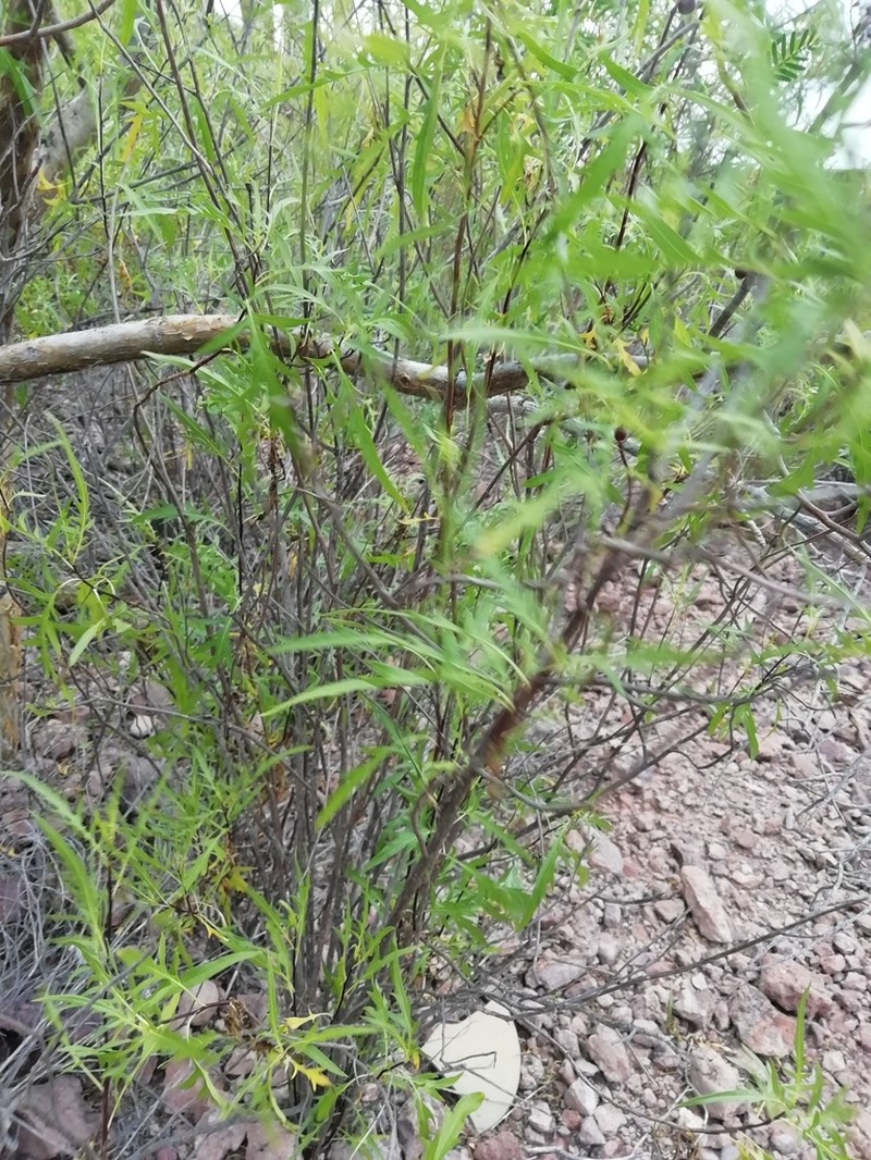 Ambrosia acuminata photo 4