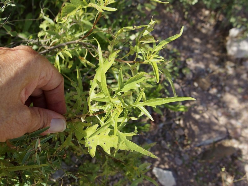 Ambrosia acuminata photo 5