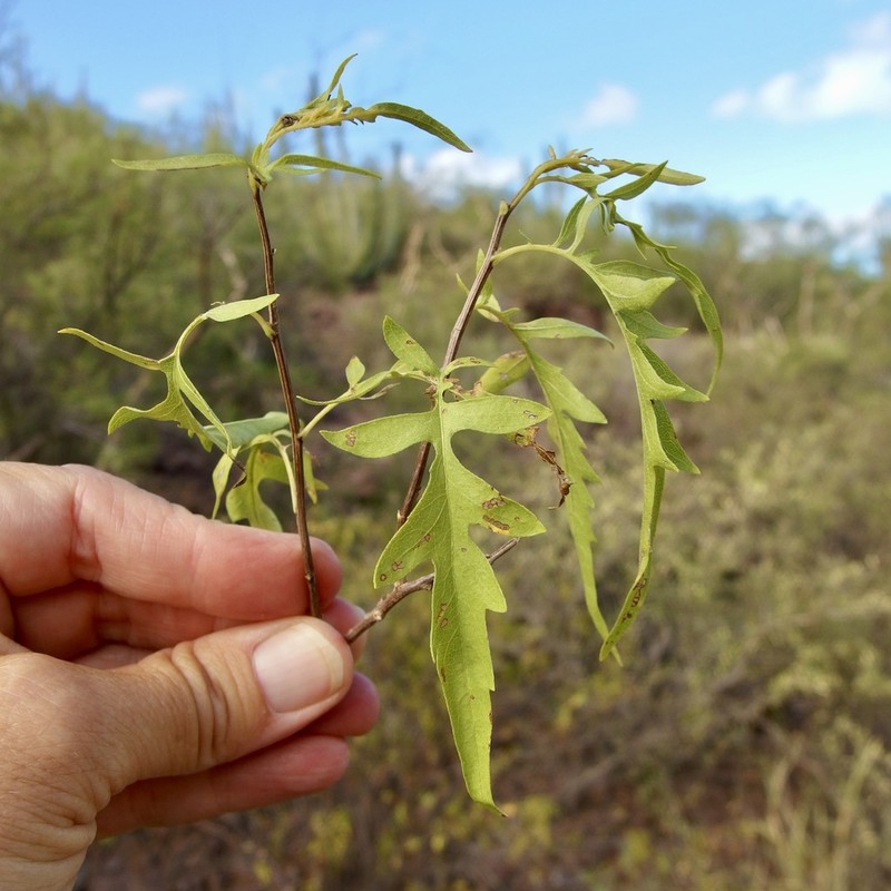 Ambrosia acuminata photo 7