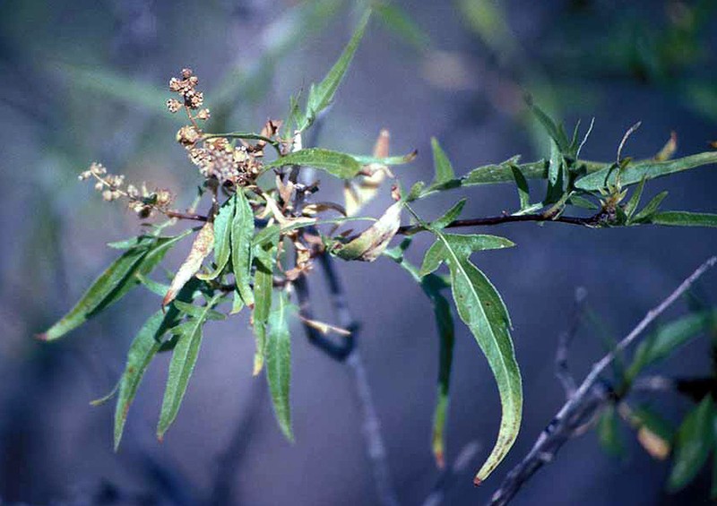 Ambrosia acuminata