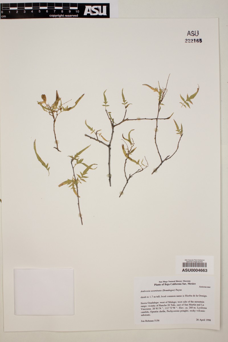 Ambrosia acuminata photo 2