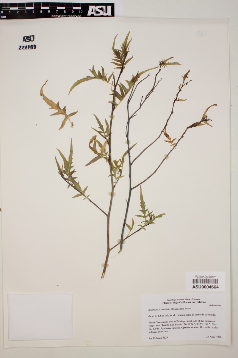 Ambrosia acuminata photo 3