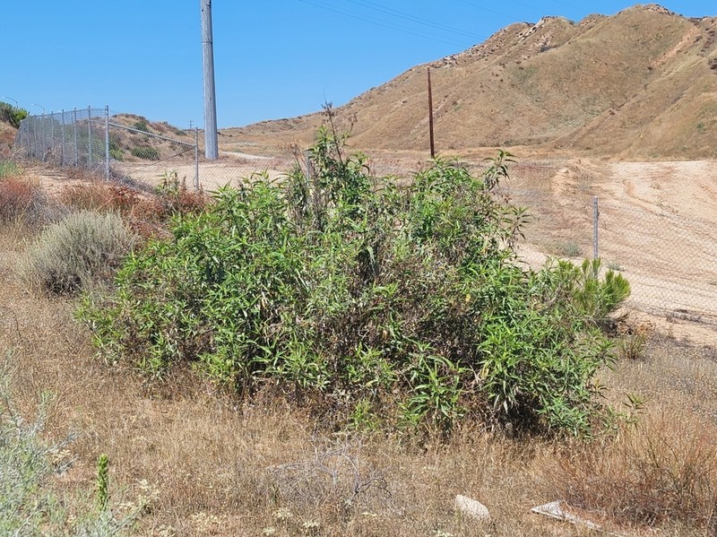 Ambrosia Leaf Bur Ragweed photo 2