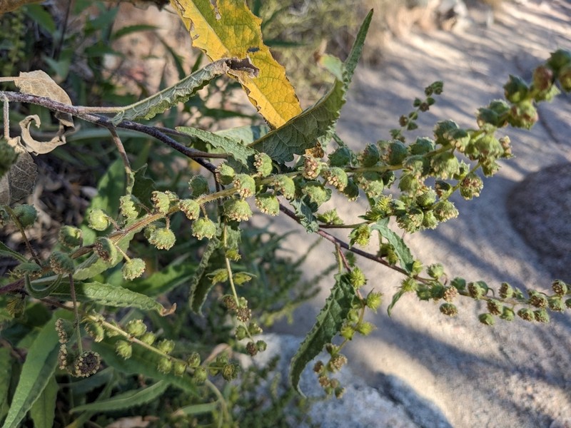 Ambrosia Leaf Bur Ragweed photo 3