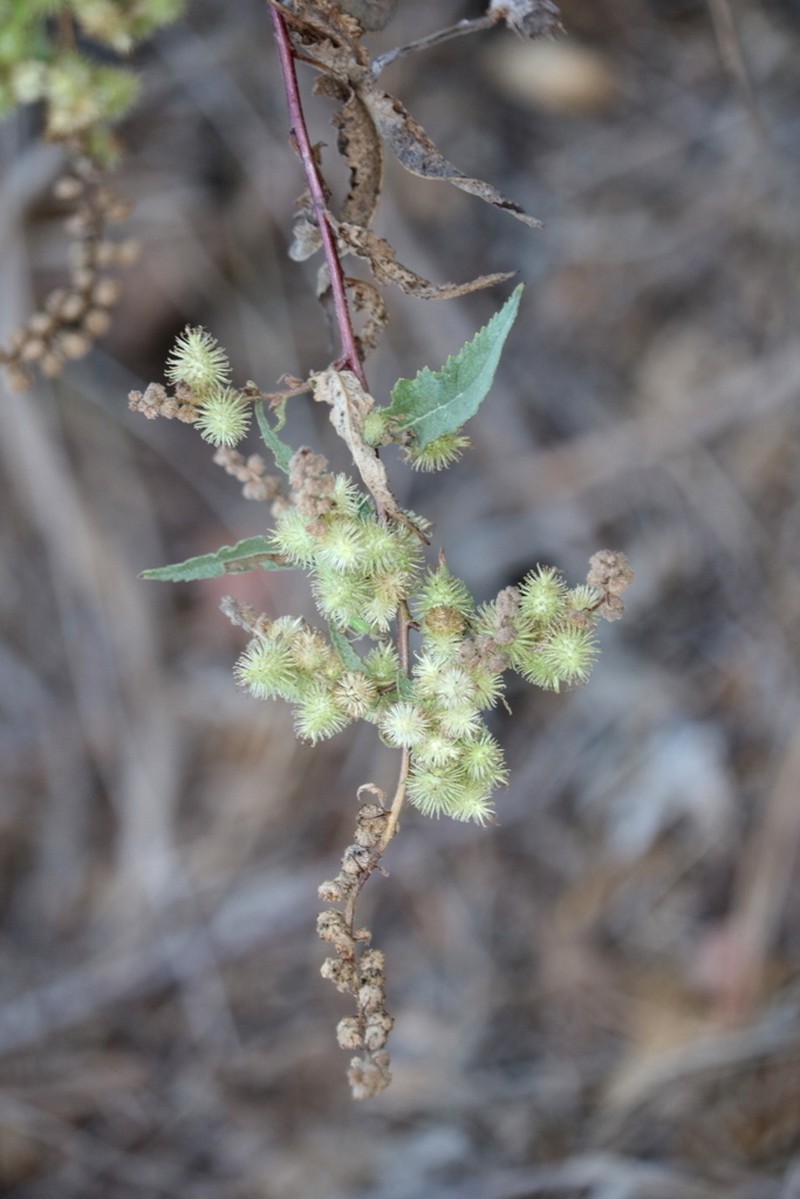 Ambrosia Leaf Bur Ragweed photo 4