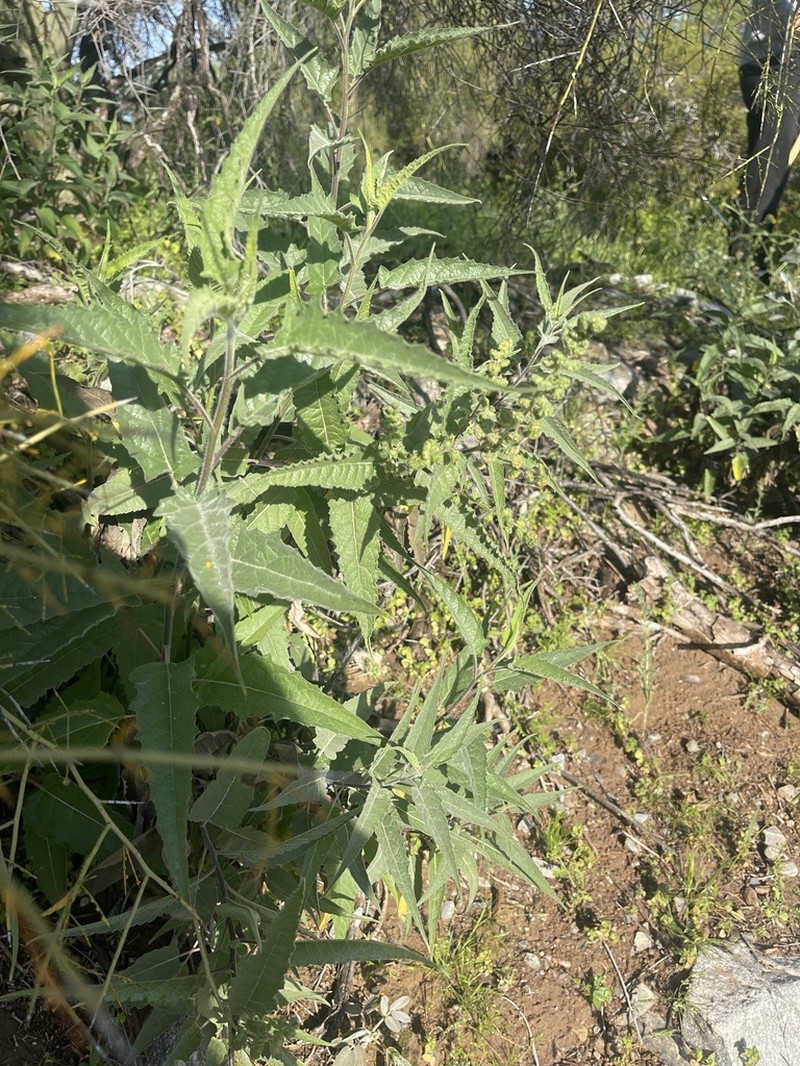 Ambrosia Leaf Bur Ragweed photo 5