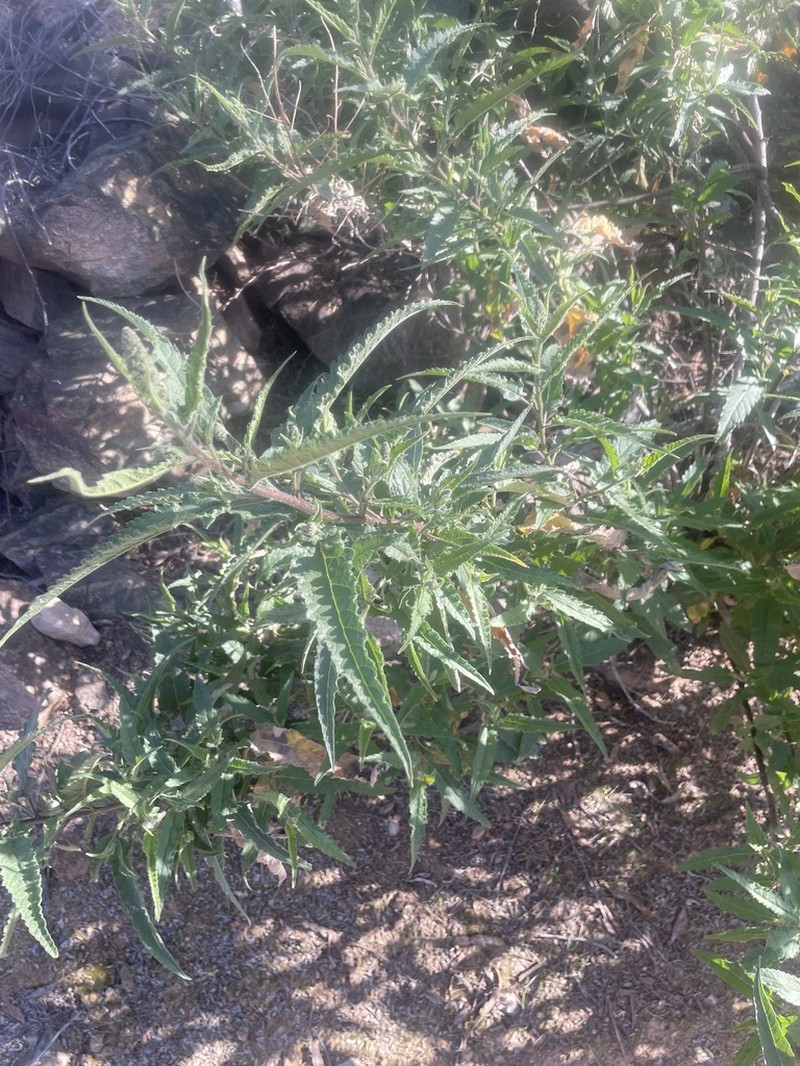 Ambrosia Leaf Bur Ragweed photo 6