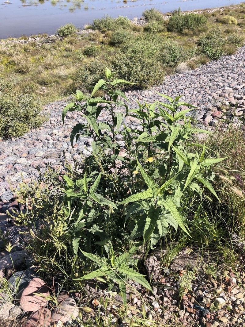 Ambrosia Leaf Bur Ragweed photo 7
