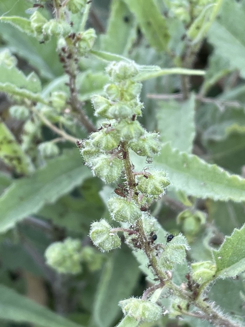 Ambrosia Leaf Bur Ragweed photo 8