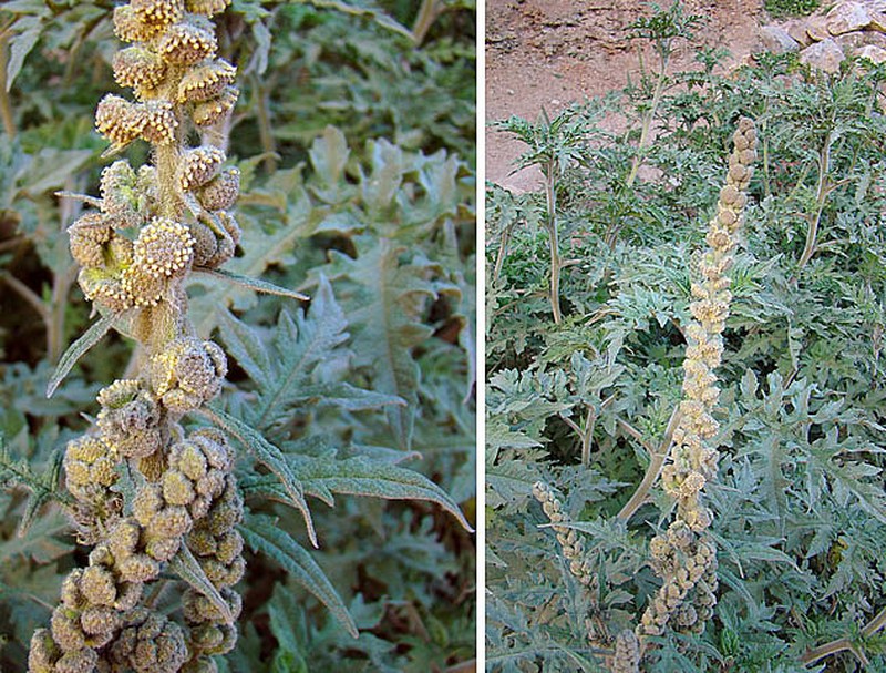 Ambrosia arborescens