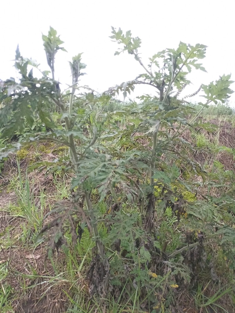Ambrosia arborescens photo 2