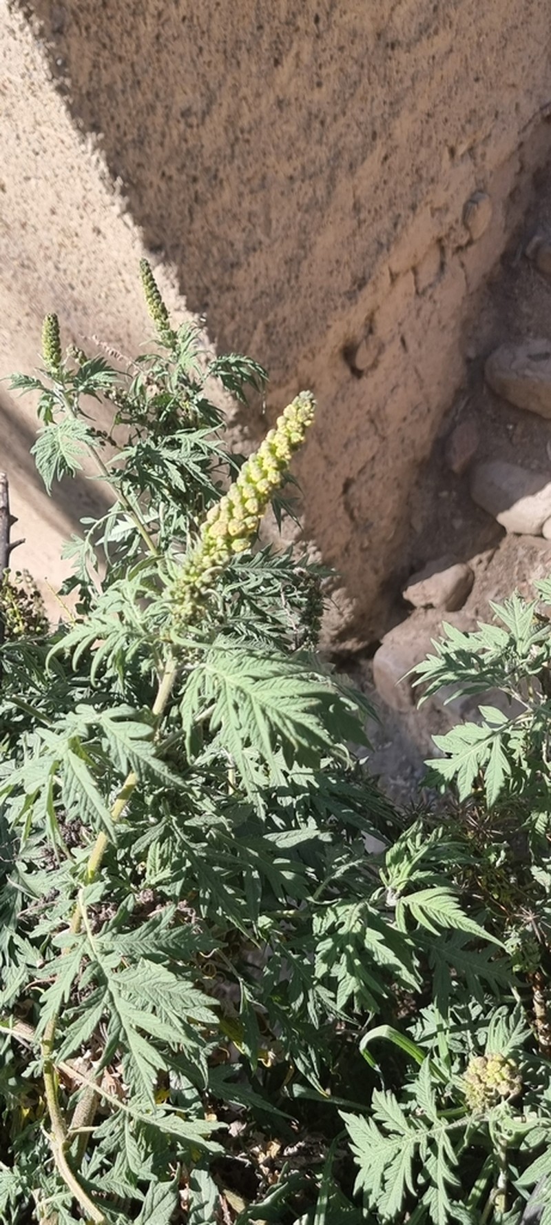 Ambrosia arborescens photo 3