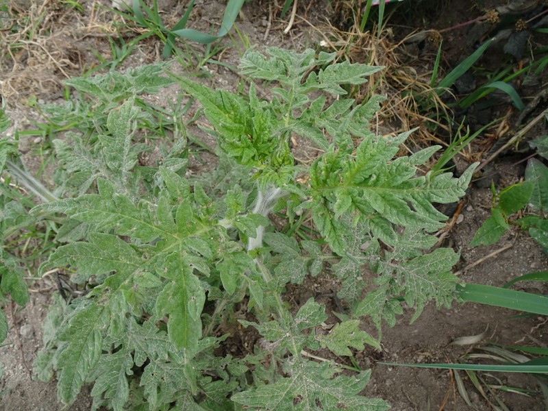 Ambrosia arborescens photo 4
