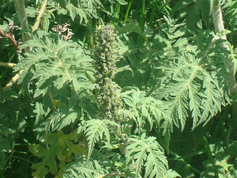 Ambrosia arborescens photo 6