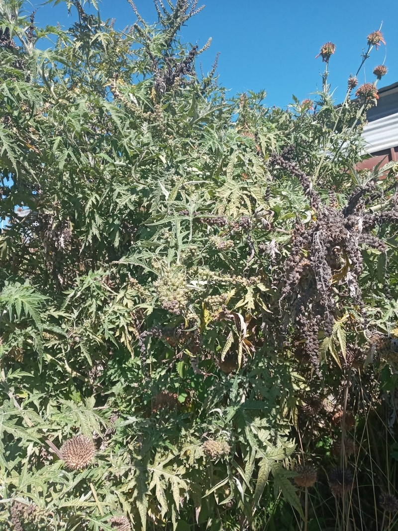 Ambrosia arborescens photo 7